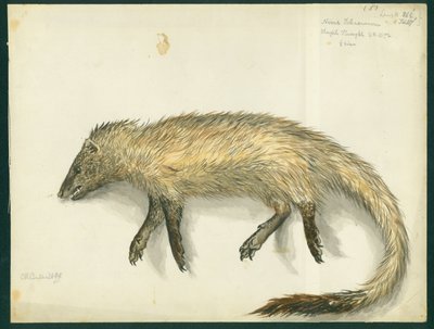Mongoose, 1872 by Claude Conder